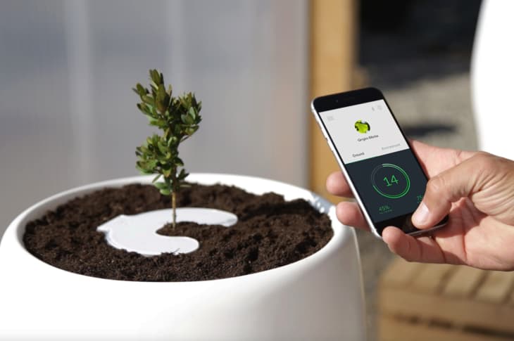 This Beatiful Product Will Single-Handedly Transform Your Loved One’s Ashes Into A Tree