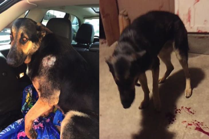 Dog Shot At By Trespassing Police—Children Find Dying Dog And A Note 3 Hours Later