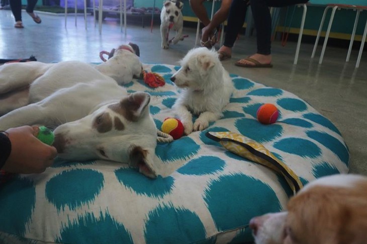 First Dog Cafe Lets You Adopt A Dog While Stopping In For Coffee