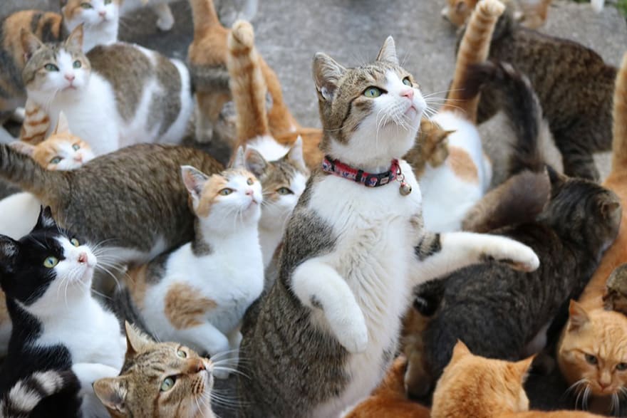 When Cat Island In Japan Ran Out Of Food, The Internet Did Something Amazing To Provide For The Hungry Felines