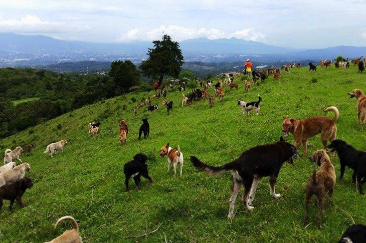 The “Land Of The Strays” Houses 900 Free-Roaming Adoptable Dogs And It’s Paradise