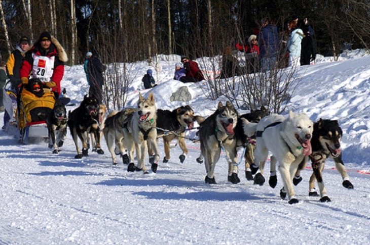 Man Arrested After Intentionally Hitting Iditarod Teams And Killing One Dog, Injuring Others