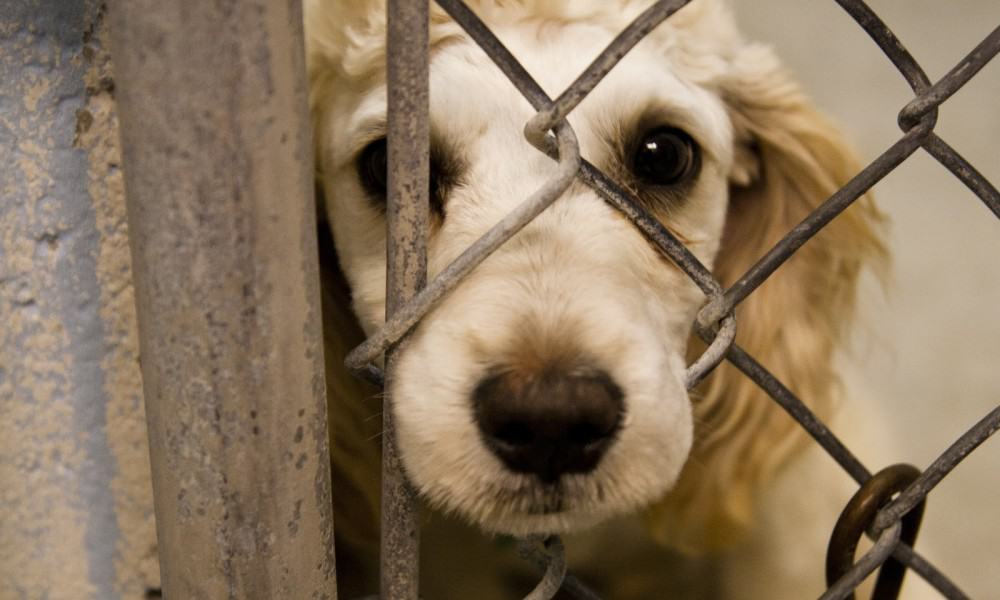 Boston Bans The Sale Of Cats, Dogs, And Rabbits From Pet Stores