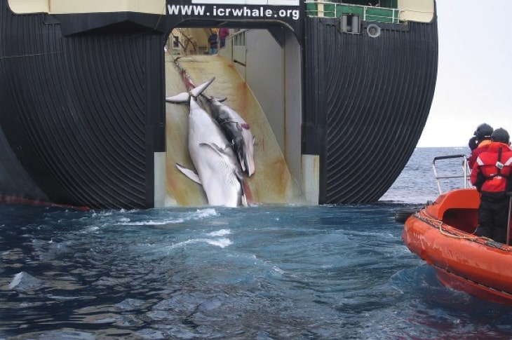 Japanese Fleet Slaughters 333 Whales, 200 Of Which Are Pregnant Females, Calls It “Science”