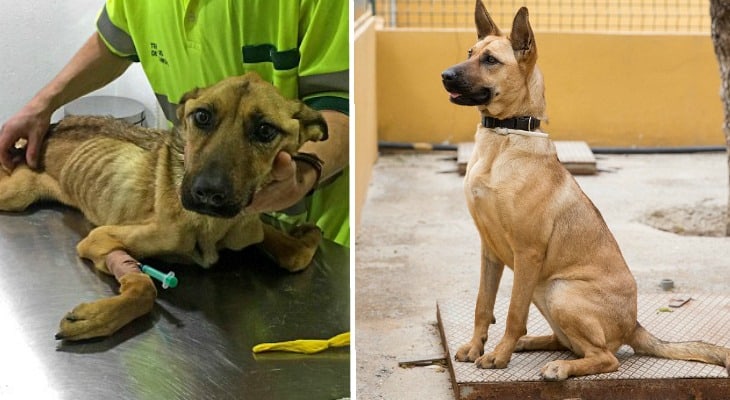 Formerly Abused Dog Makes Astonishing Recovery After Being Rescued [Watch]