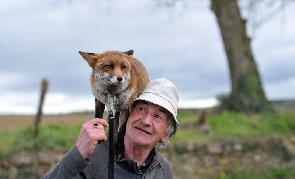 Foxes Adopted This Man After He Nursed Them Back To Health [Photos]