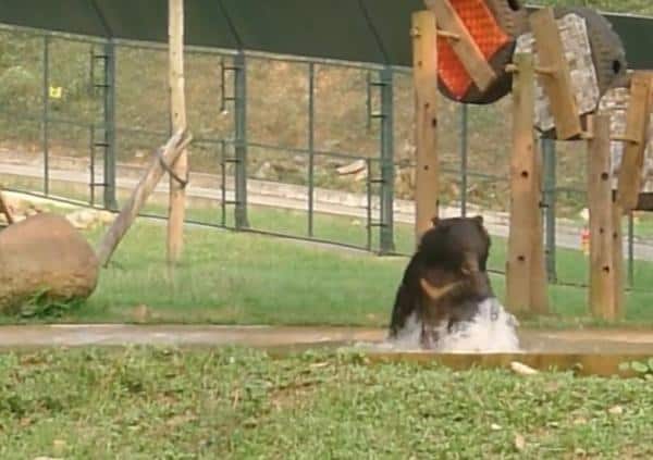 [Watch] This Bear’s Reaction To Being Rescued Is The Best Thing You’ll See All Day