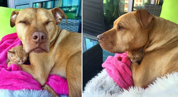 Rescued Pit Bull Adopts A Kitten. What Happens Next Will Delight You!