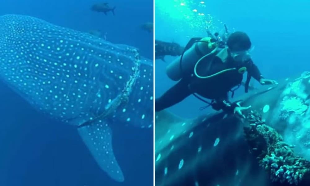 [Watch] Bold Diver Rescues Whale Shark Caught In Commercial Fishing Rope