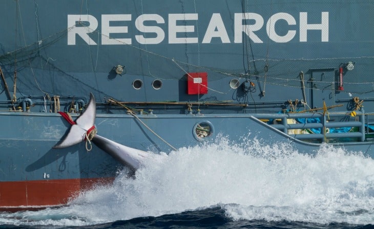 Gruesome: Norway Is Using Whale Meat To Nourish Animals In The Fur Industry