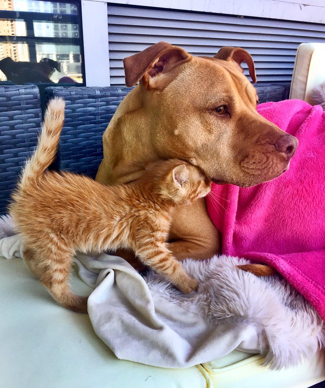 https://www.thedodo.com/rescue-pit-bull-adopted-kitten-1742584748.html