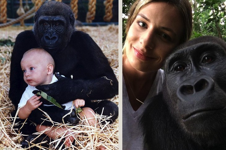 This Woman Just Reunited With The Gorillas She Was Raised With And It’s Beautiful