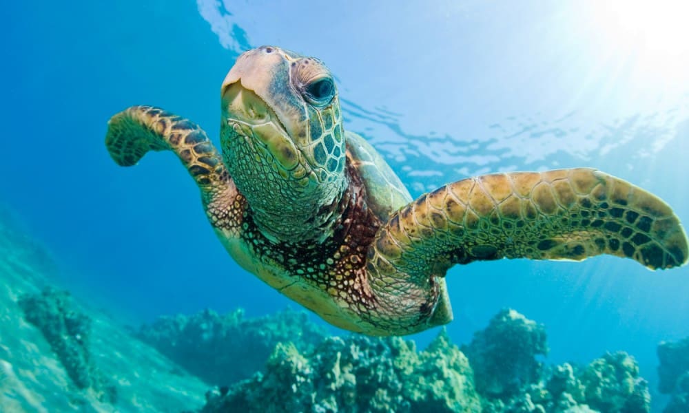 Good News! Green Sea Turtles Of Florida And Mexico No Longer Endangered