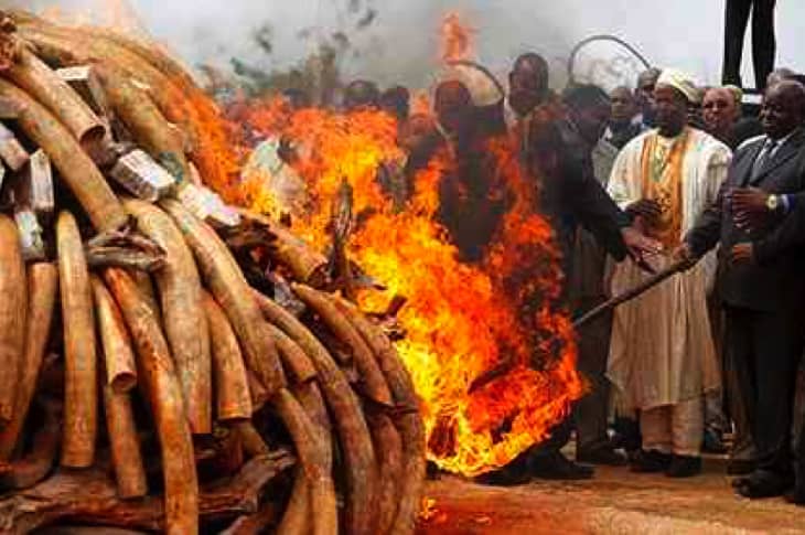 Breaking: Kenya Burns 106 Tons Of Ivory From Elephant Tusks And Rhino Horns