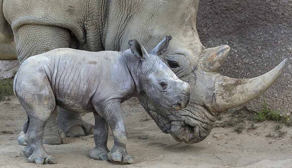 Breakthrough Results In First White Rhino In Years, Watch Him Learn To Walk