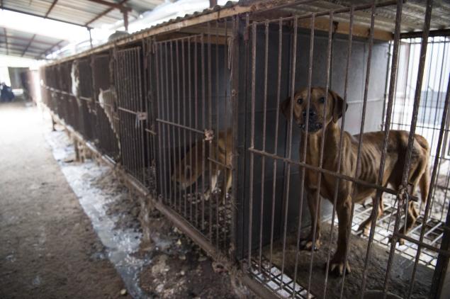 Activists Rescue 171 Dogs From Being Slaughtered In South Korea