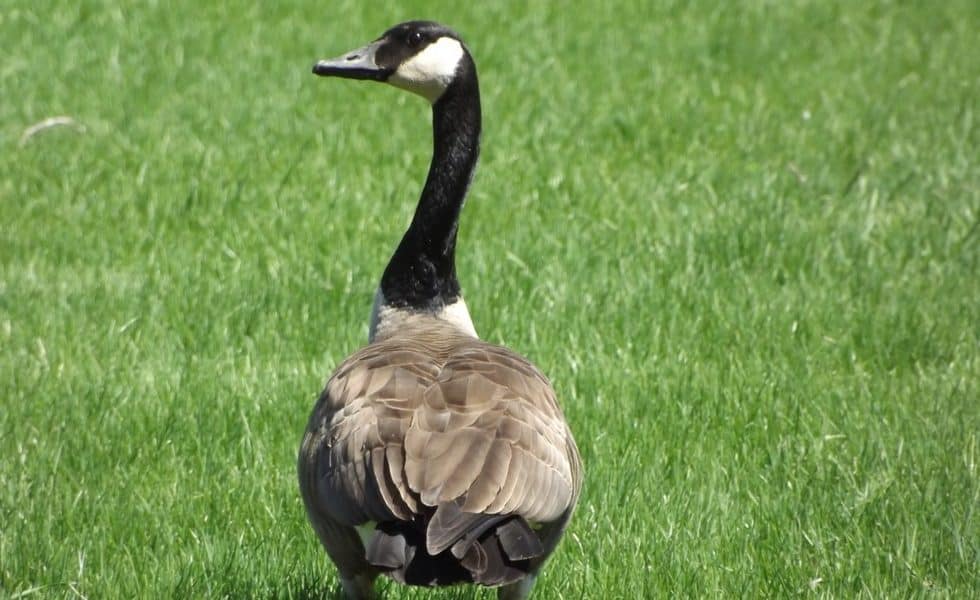 Brilliant Mother Goose Asks Police Officer To Help Her Baby [Watch]