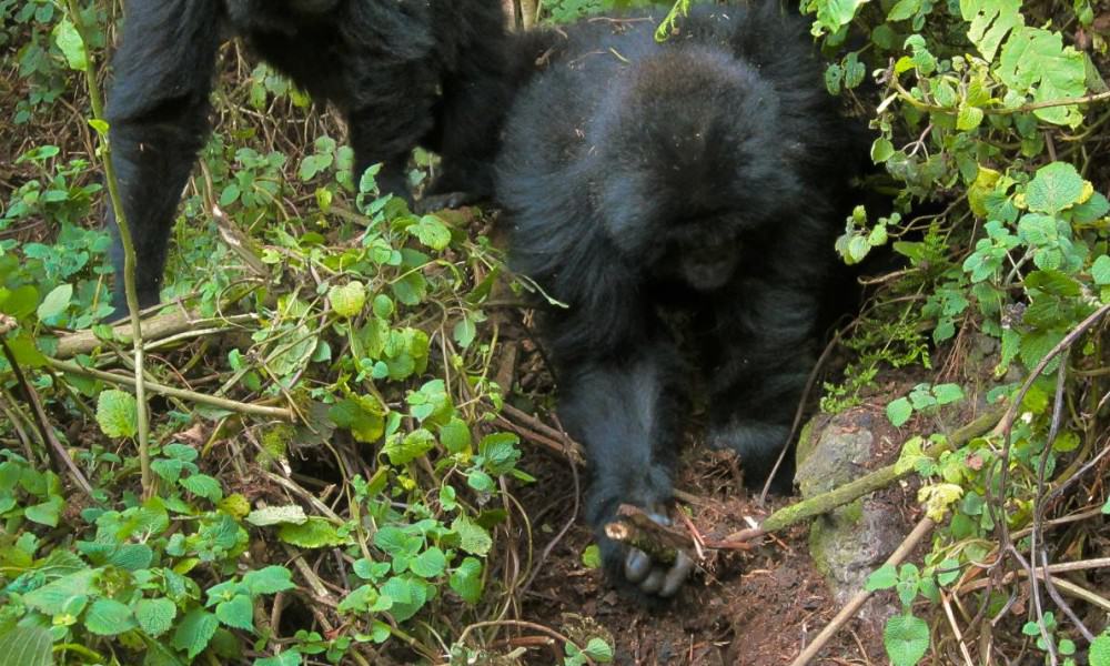 Gorillas Seen Dismantling Poachers’ Traps In The Wild – A First