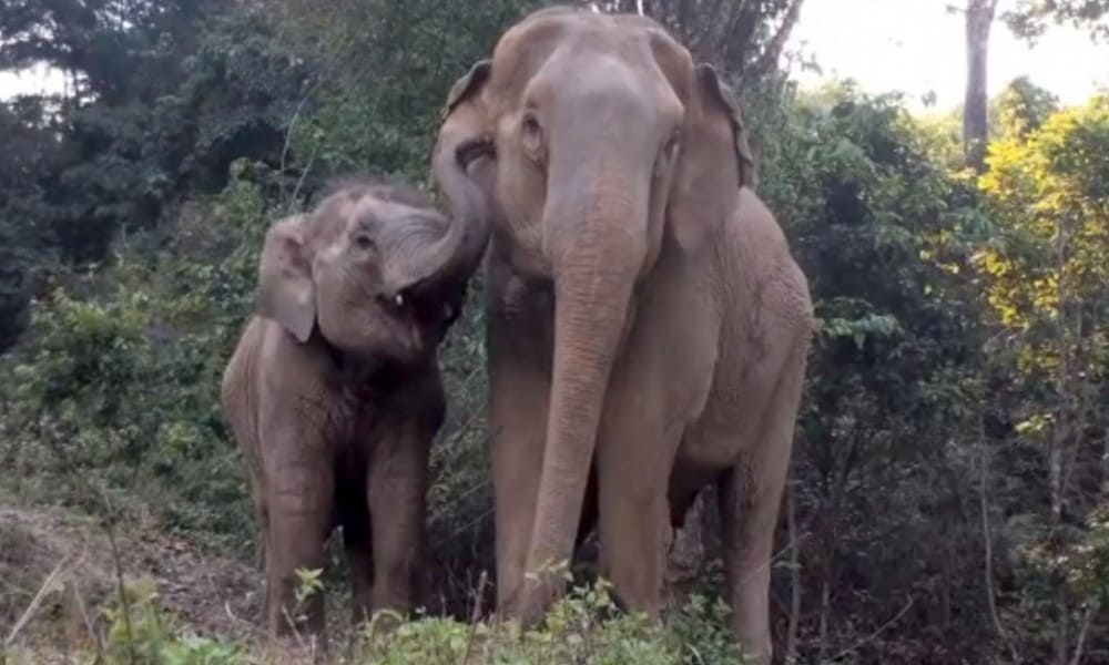 [Watch] Baby Elephant Reunites With Her Mother After 3 Years In Tourism Industry