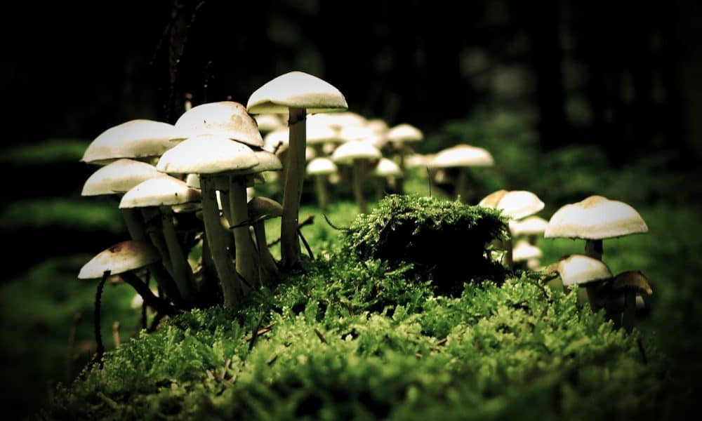 First-Ever Human Trial Finds Magic Mushrooms Combat Severe Depression