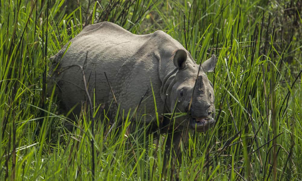 Nepal Celebrates Its SECOND Year Of Zero Rhino Poaching