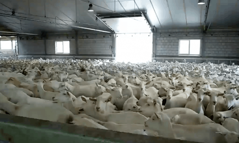 Disturbing Video Exposes How Goats Are Treated In The Dairy Industry [Watch]
