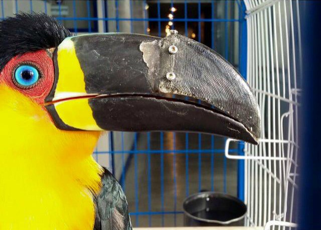 Rescued Toucan Receives 3D-Printed Beak [Watch]