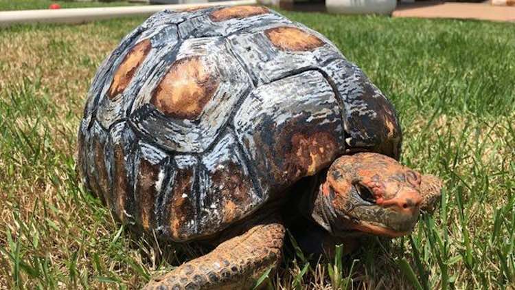Veterinarians Save Tortoise From Wildlife With 3D Printed Shell [Watch]
