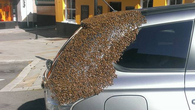 20K Bees Chased A Car For 2 Days To Rescue Their Queen Bee [Watch]