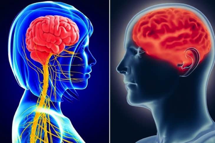 Study Shows That “Male” And “Female” Brains Are A Myth