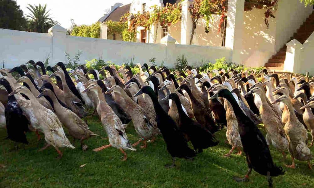 [Watch] Ducks Are Employed To Eat Pests On This South African Farm