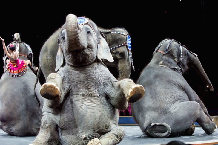 The Ringling Bros. Elephants Just Performed Their Last Show And Are Now Retired