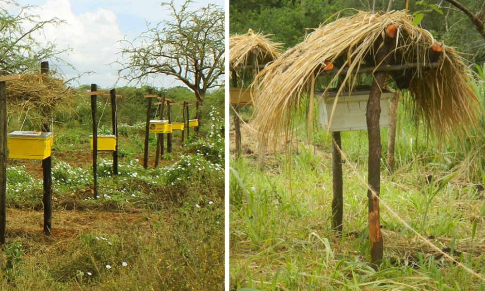 African Farmers Are Using Bees To Humanely Deter Elephants From Crops