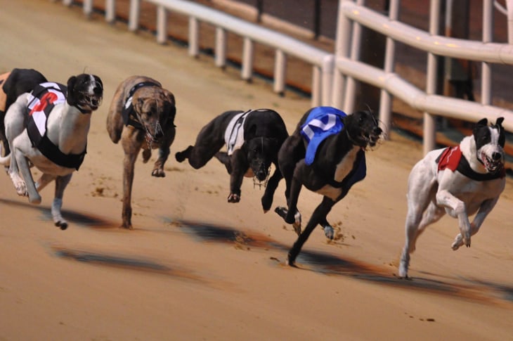 Arizona Finally Ends Greyhound Racing, Hundreds Of Retired Dogs Now Need Homes