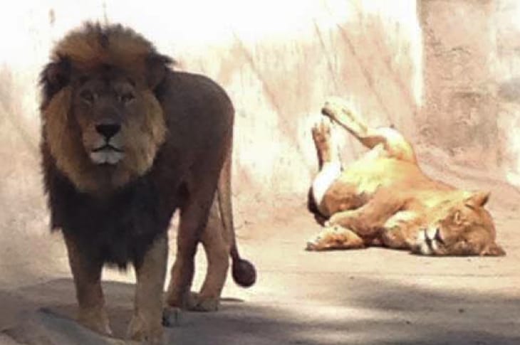 Two Lions Shot And Killed To Protect Suicidal Man Who Jumped Into Their Enclosure