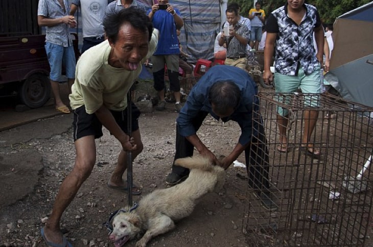 Men Hold Down Beautiful Dog And Prepare To Skin Him Alive For Yulin Dog Meat Festival