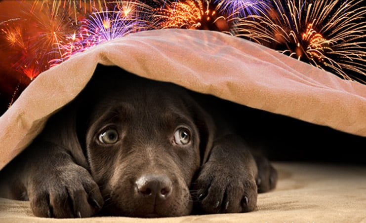 Italian Town Switches To Silent Fireworks To Protect Animals