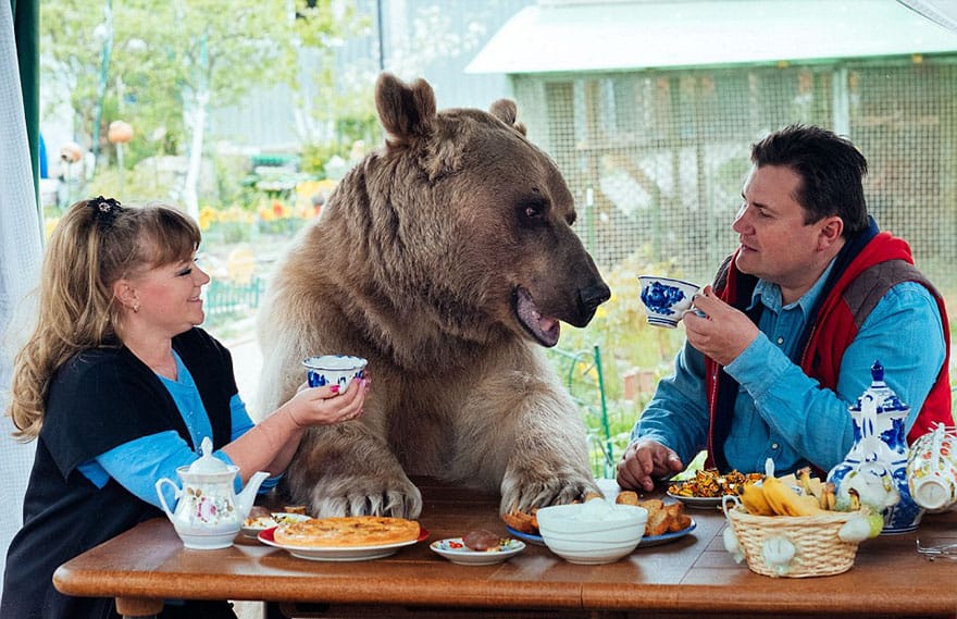 Russian Couple Adopts Orphaned Bear. 23 Years Later, They Still Live Together!