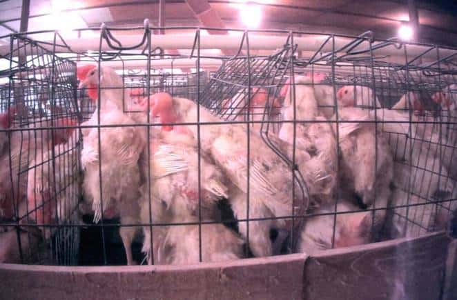 Exposed: Horrific Abuse Of Chickens At ‘Eggland’s Best’ Farms [Watch]