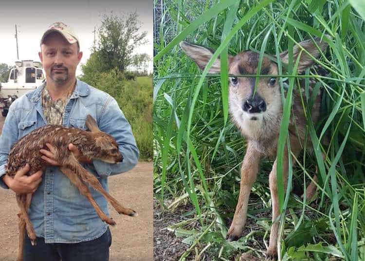 Kind Samaritan Performs C-Section On Wounded Deer, Saves Fawn’s Life