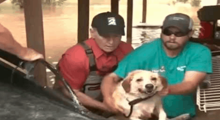 Sheriff Helps Rescue Dog Chained To A Porch In Rising Floodwaters