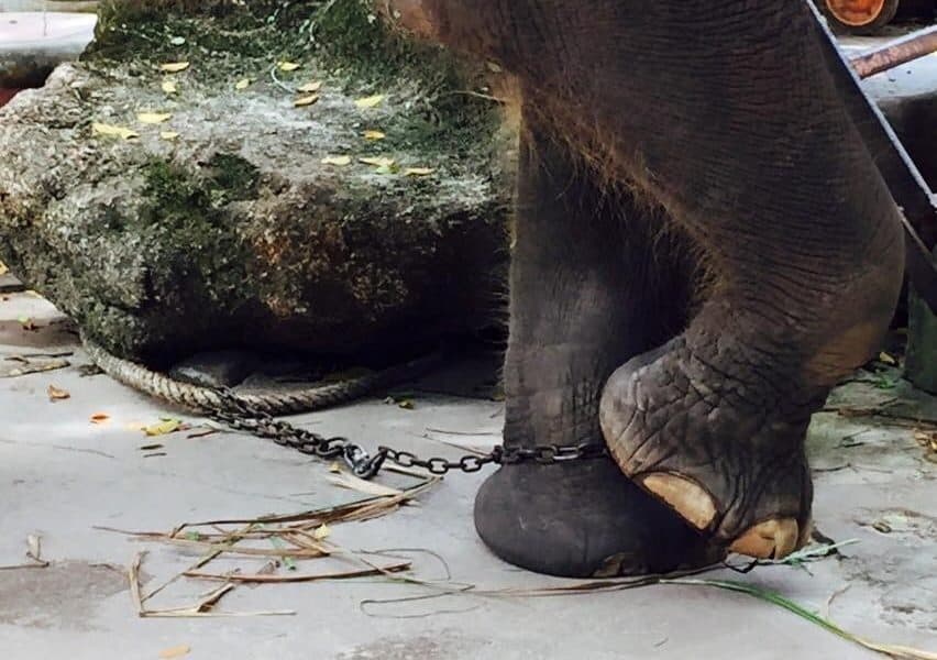 Captive Elephants At This Zoo Are Literally Going Crazy [Watch]