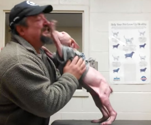 Pit Bull Pup Has Cutest Response To Being Adopted By His Rescuer [Watch]