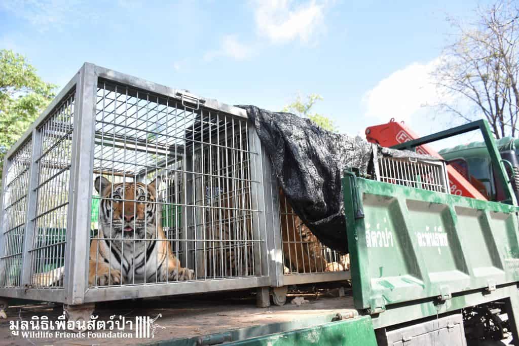 Credit: Wildlife Friends Foundation Thailand 