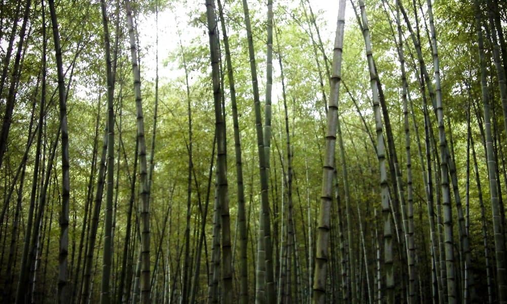 China To Cover Nearly 1/4 Of Country In Forest By 2020