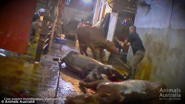 Horrifying Footage Shows Vietnamese Worker Killing Cows With Sledgehammer [Watch]