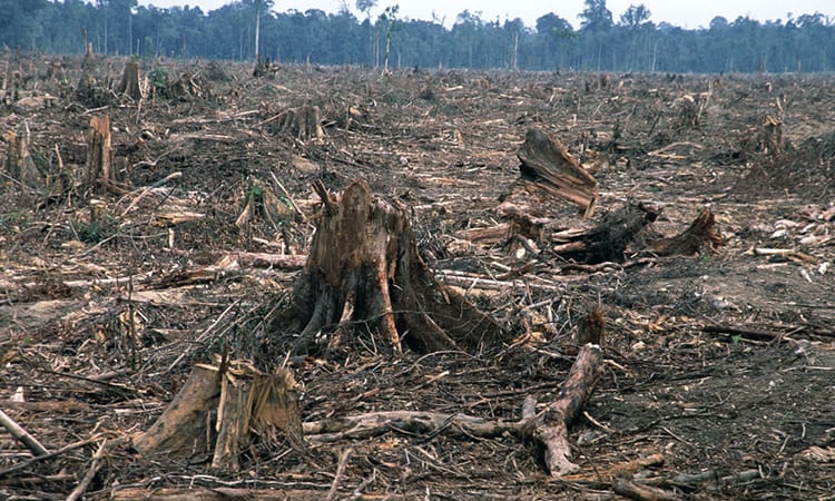 Breaking: Norway Becomes First Nation In The World To Ban Deforestation