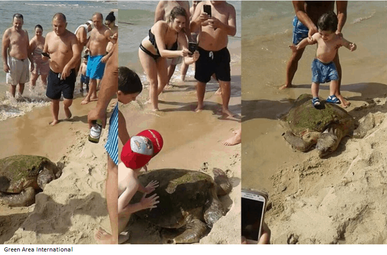 Lebanese Sea Turtle Beaten On The Beach For Photos