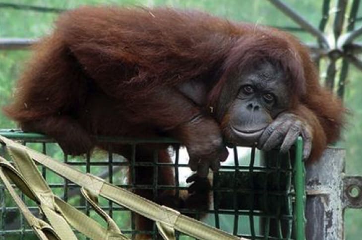 Sad Captive Orangutan Shares Carrots With Other Depressed Chimps [Watch]