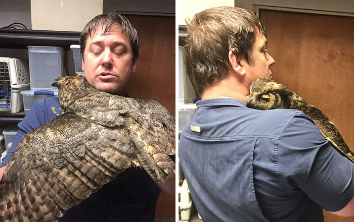 Owl Can’t Stop Hugging The Man Who Saved Her After Car Accident
